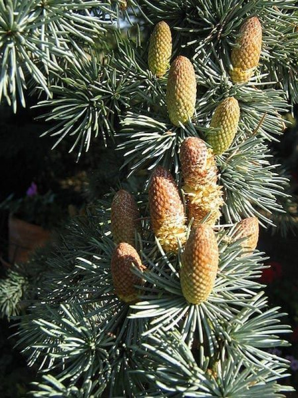 Rosveda Essential Oil Cedar