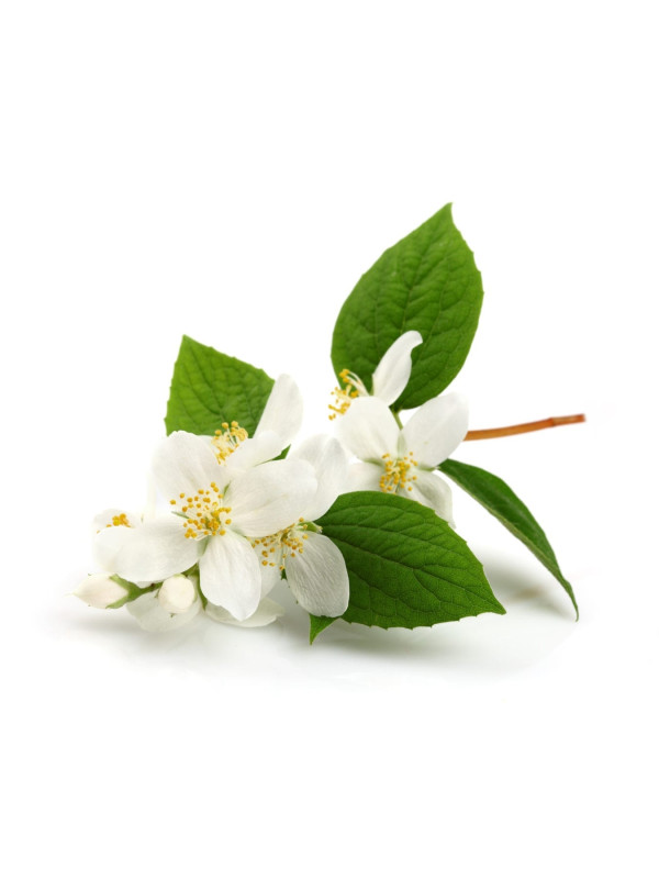 Rosveda Essential Oil Jasmine