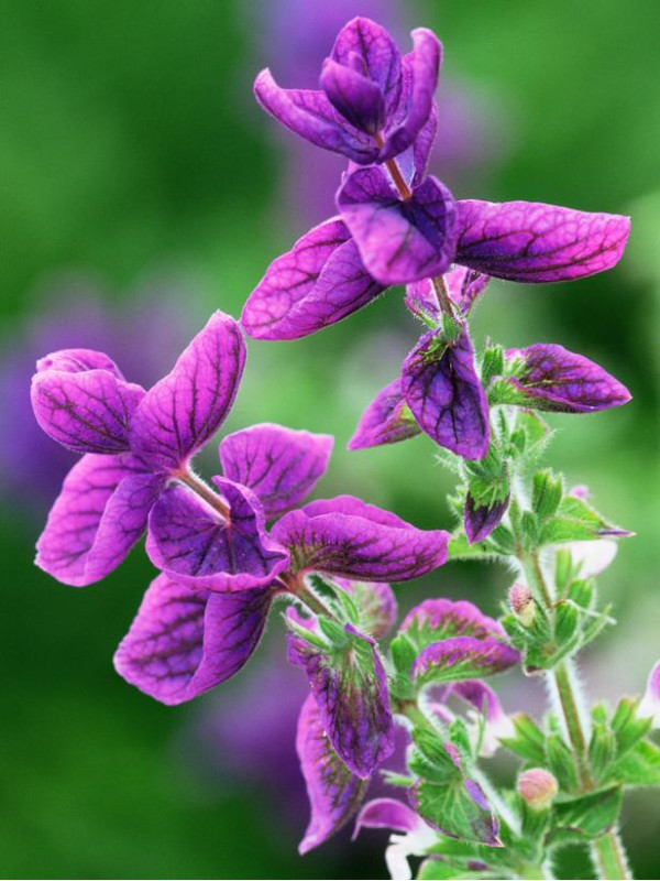 Rosveda Essential Oil Clary Sage