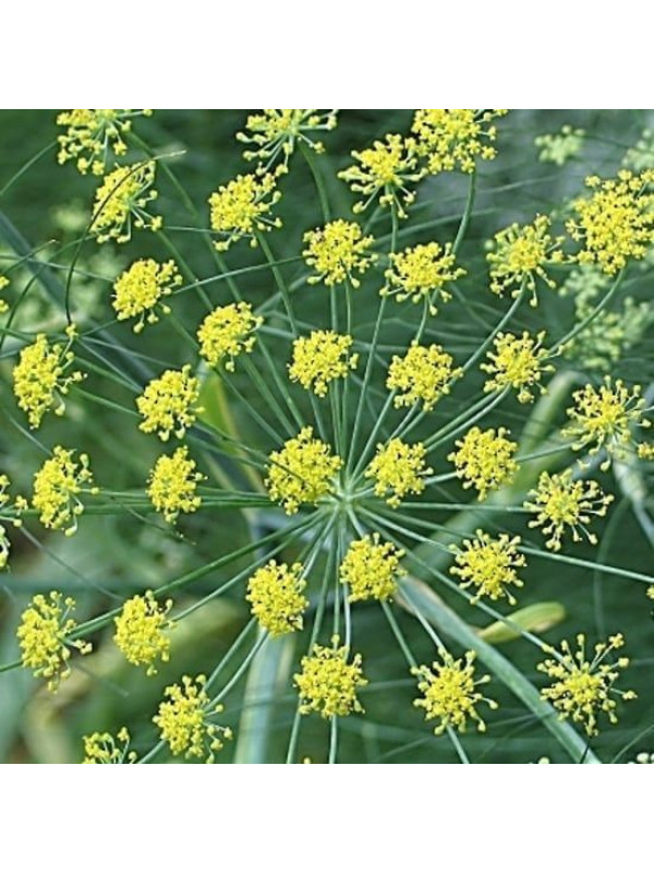 Rosveda Essential Oil Fennel Sweet