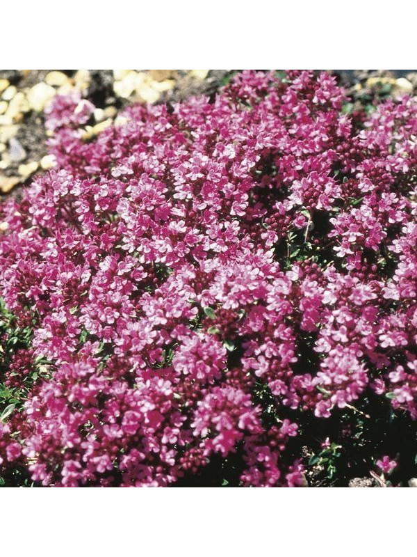 ARGITAL Εssential Oil, Thyme