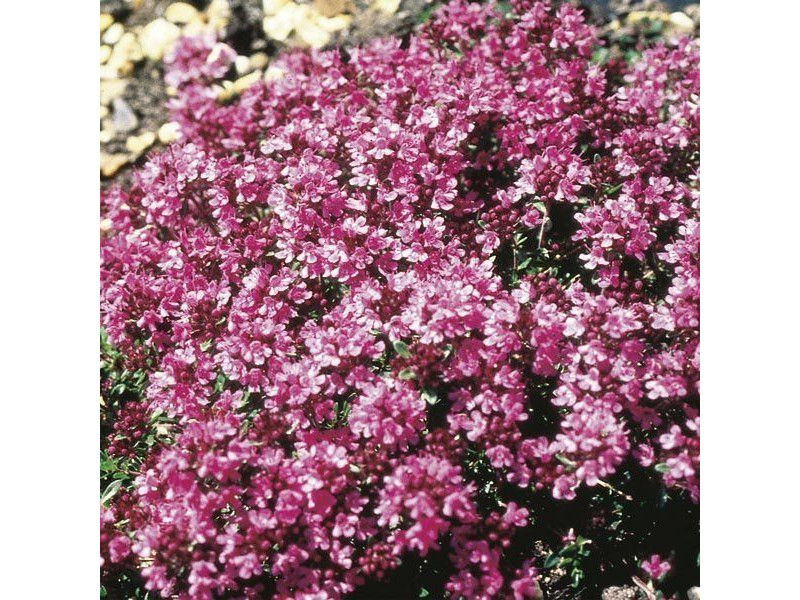 ARGITAL Εssential Oil, Thyme