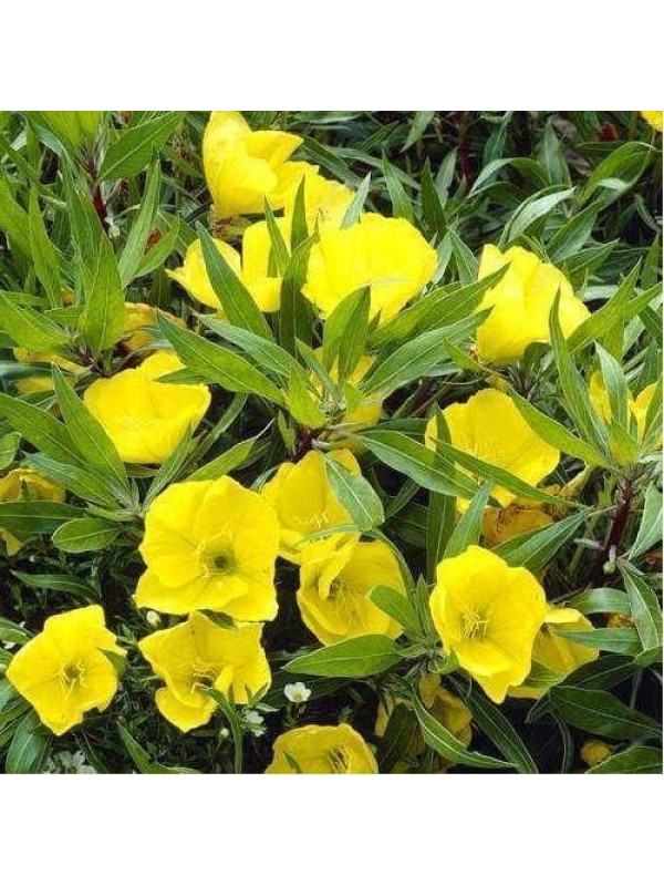 ARGITAL Εssential Oil, Evening Primrose