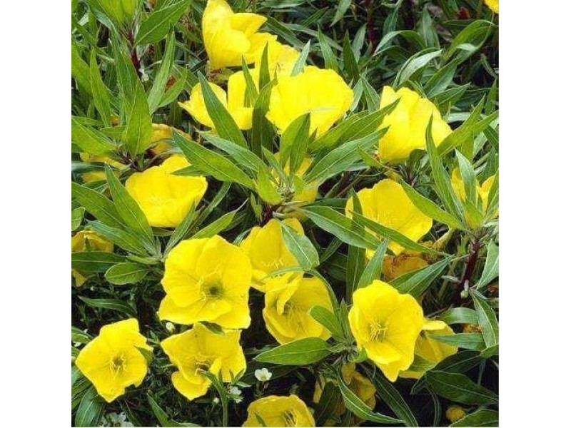ARGITAL Εssential Oil, Evening Primrose