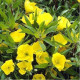 ARGITAL Εssential Oil, Evening Primrose