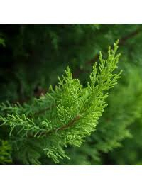 ARGITAL Εssential Oil, Cypress