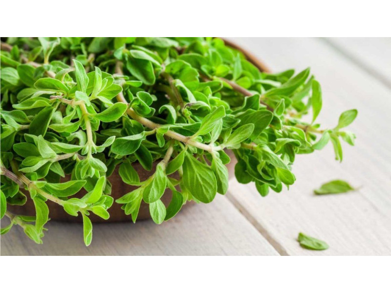 ARGITAL Εssential Oil, Marjoram