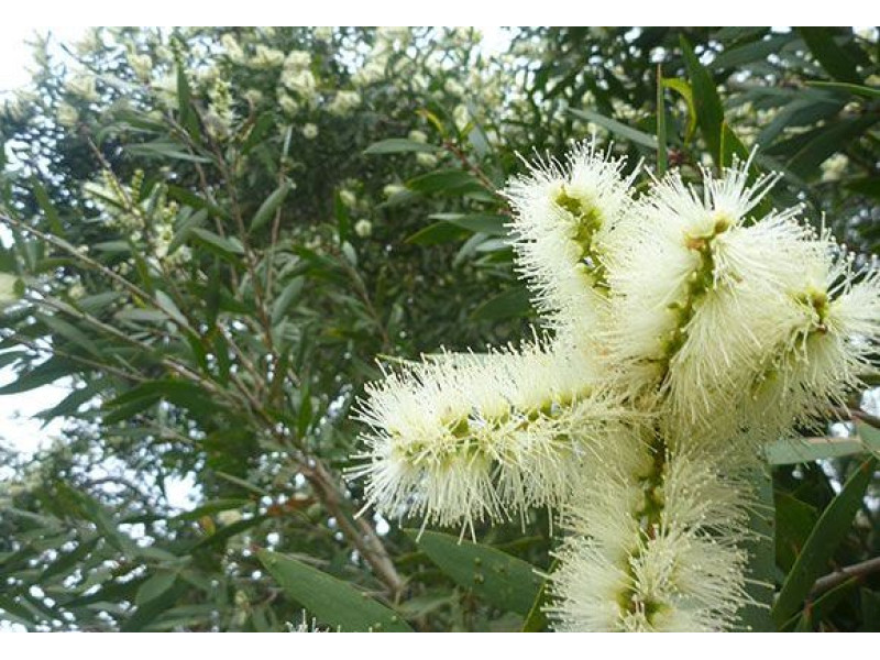 ARGITAL Εssential Oil, Niaouly