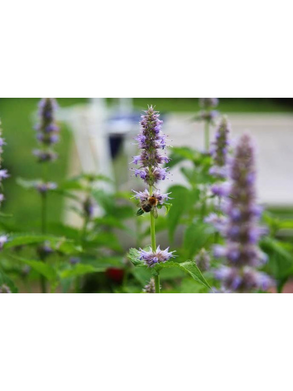 ARGITAL Εssential Oil, Patchouli