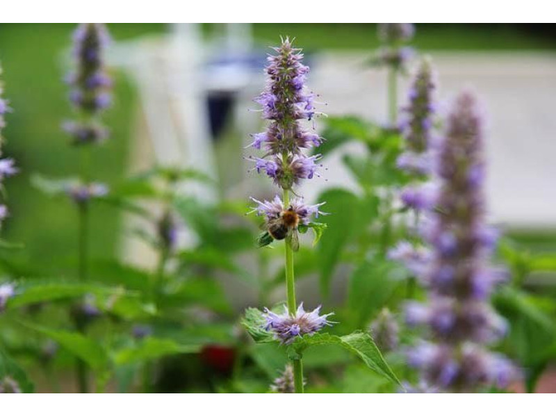 ARGITAL Εssential Oil, Patchouli