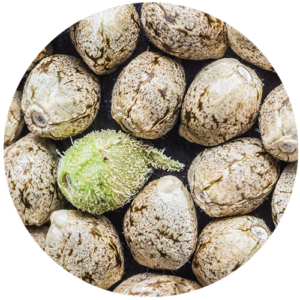 Certified Organic Hemp Seed Oil