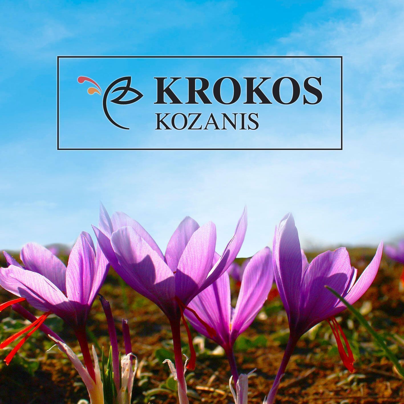 Krokos Kozanis